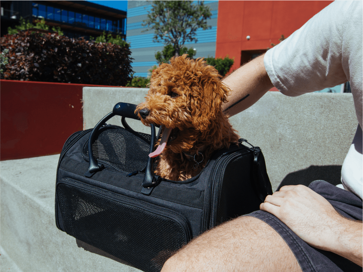 Petaluxe: The Best Way to Travel With Your Pet