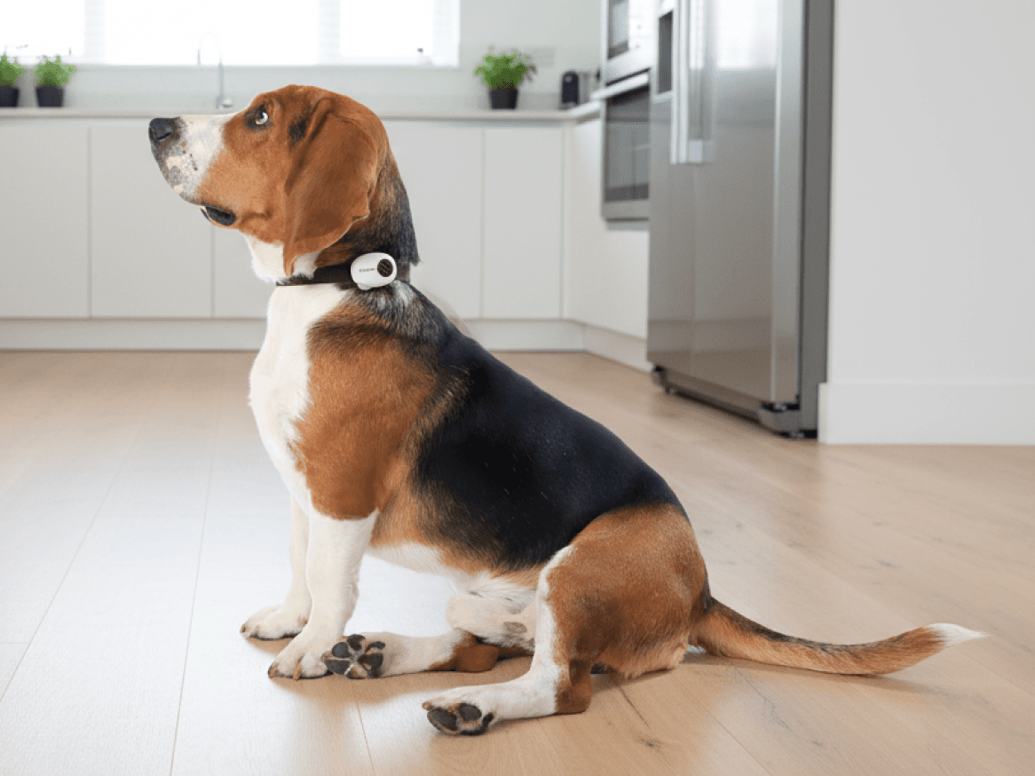 Pettichat: The First Real-Time Pet Translator