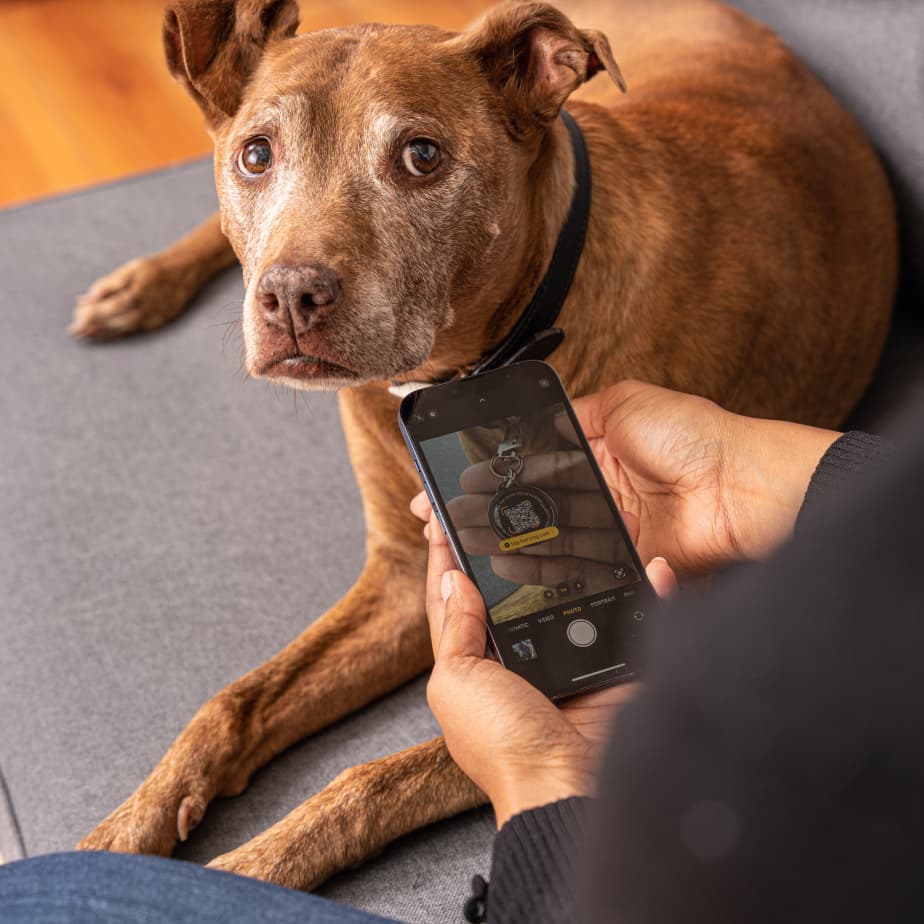 Furry Tag: The Ultimate Pet Care Companion