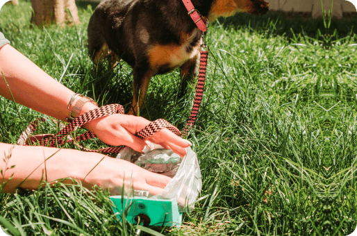 Rupuu: Your Go-to Poop Collector