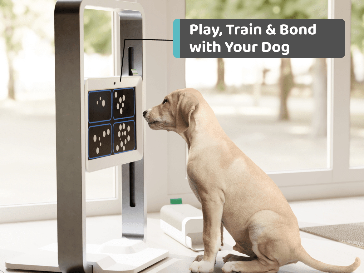 Joipaw: Mental Activities For Healthier Dogs