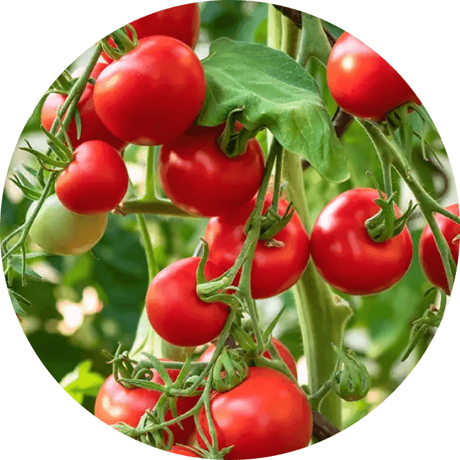 Cherry tomatoes