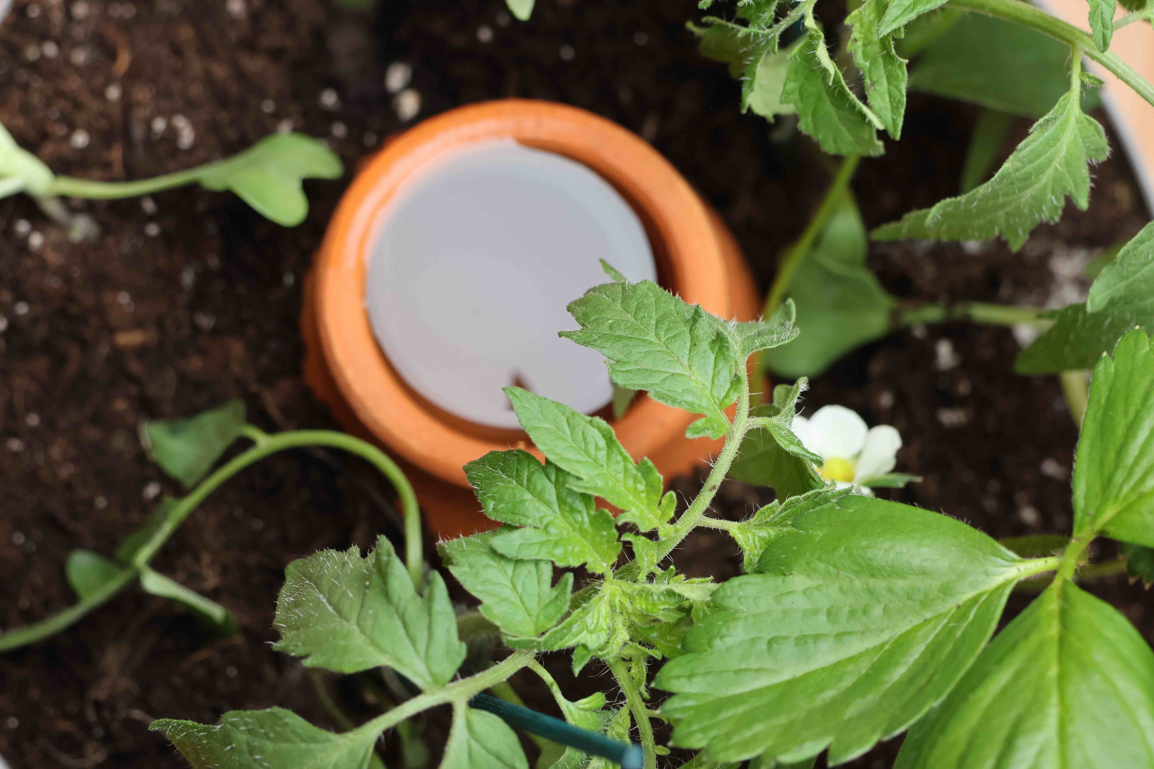 Traditional olla irrigation
