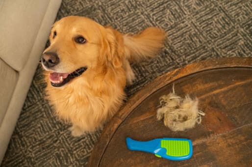The Most Multifunctional Pet Deshedding Brush