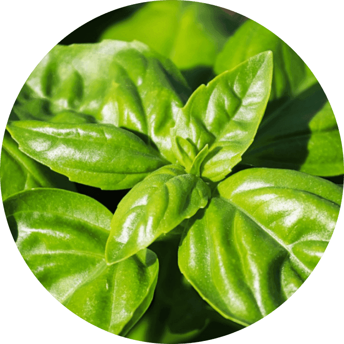 Various Herbs