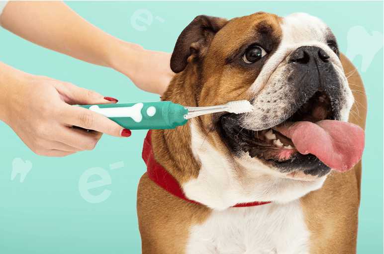 Prolong The Life Of Your Dog 