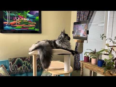 Tree Tabby: Protective Tablet Holder for Cat Trees