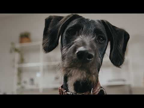 Woofguard Chewproof Dog Bed: The Last Bed Your Pup Need