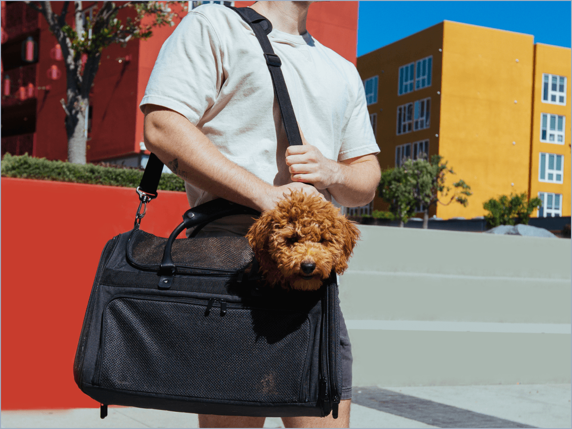 Petaluxe: The Best Way to Travel With Your Pet