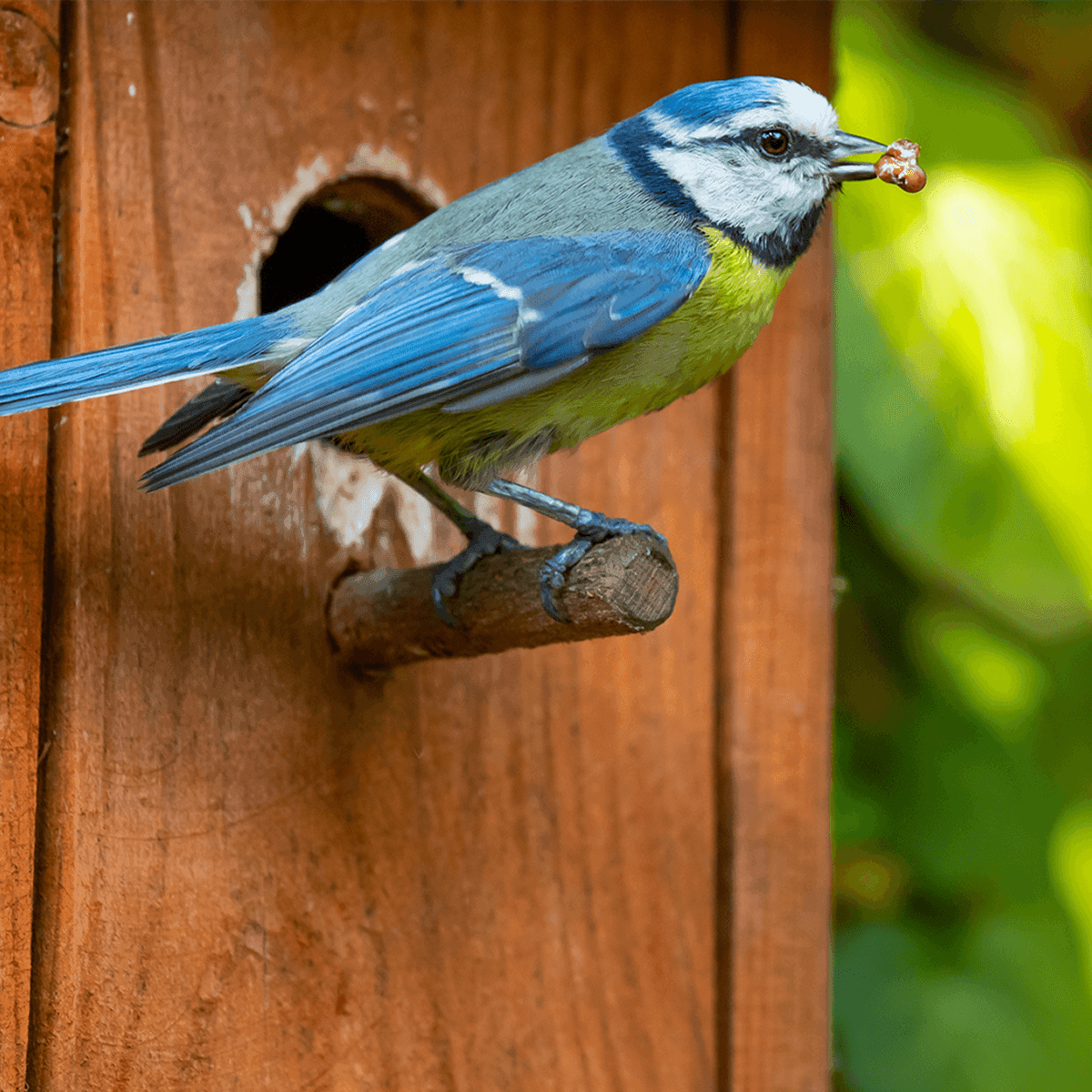 Pre-order | Nestomni Intelligent Nest Box Monitor