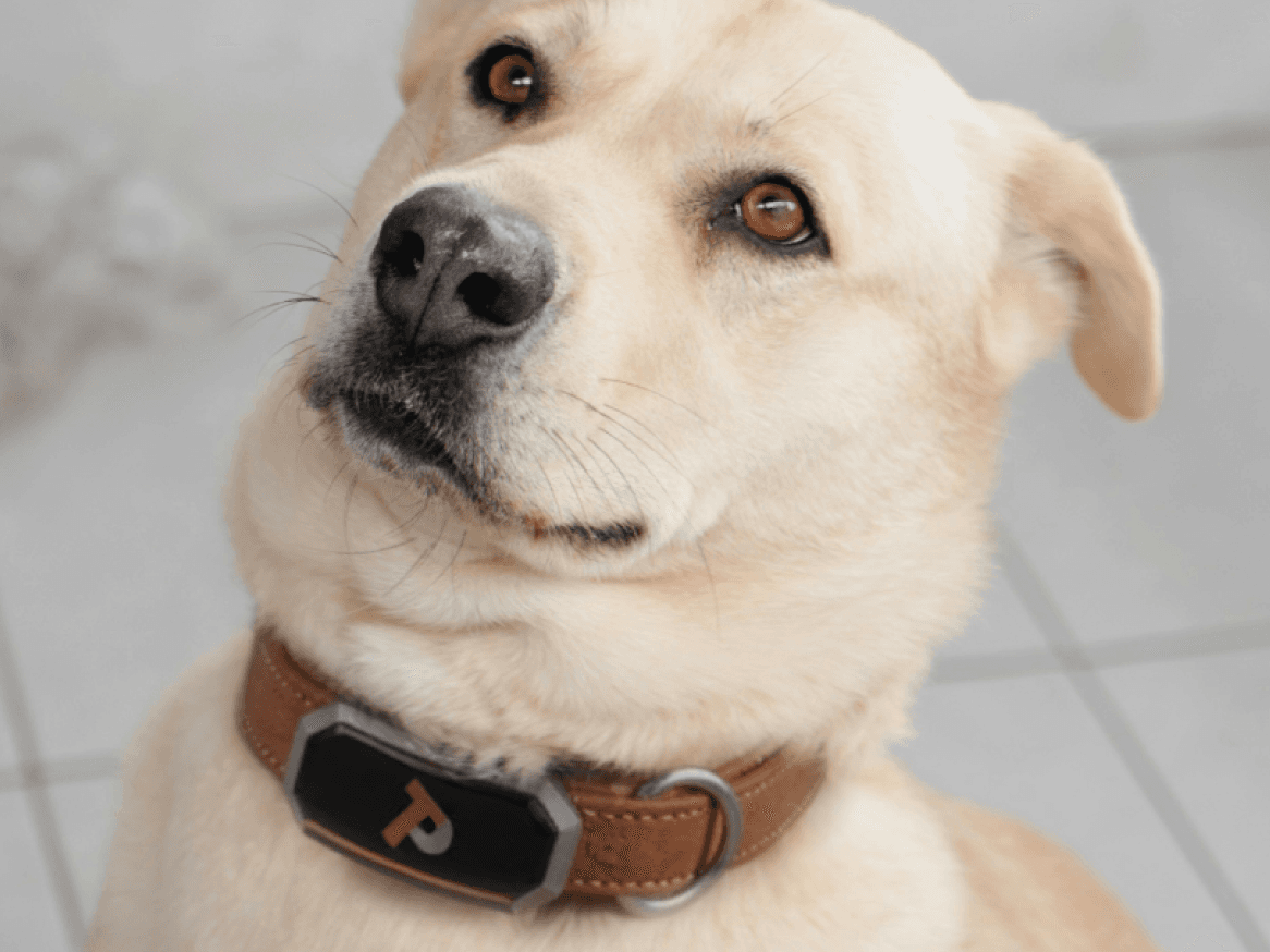 TechPup: The AI Collar That Trains, Tracks & Protects
