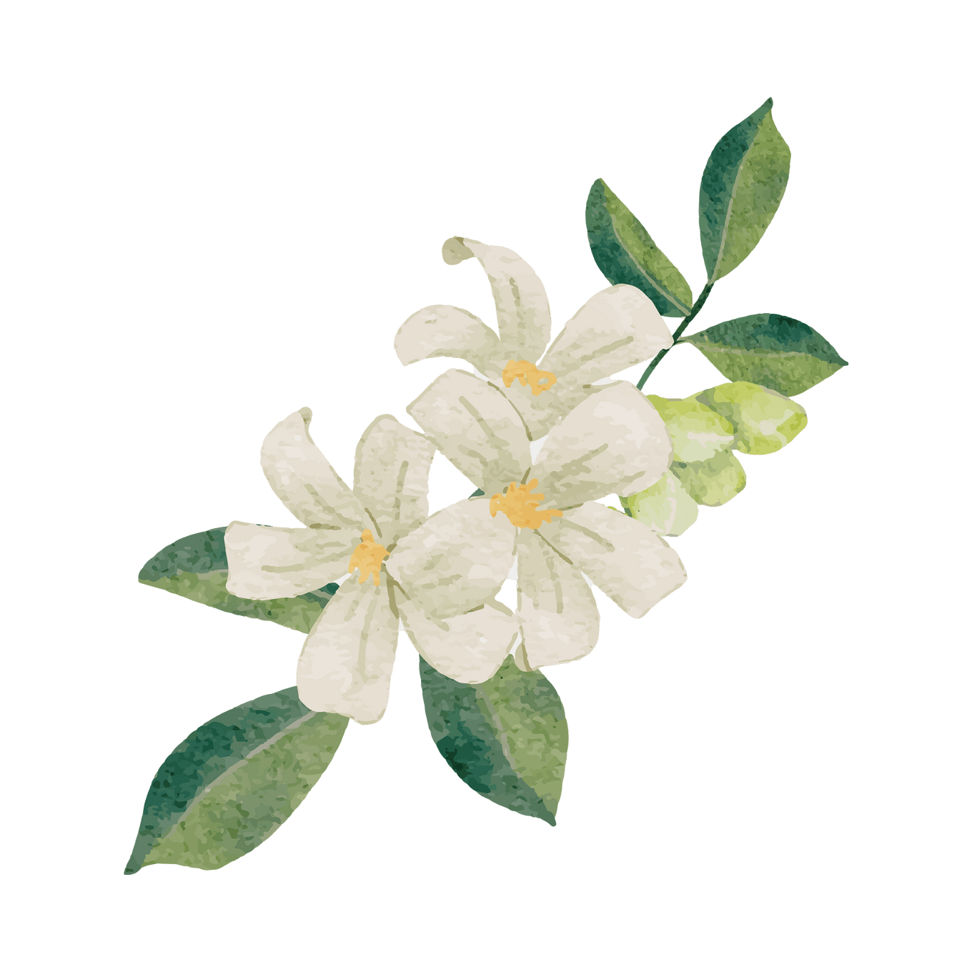 Neroli oil