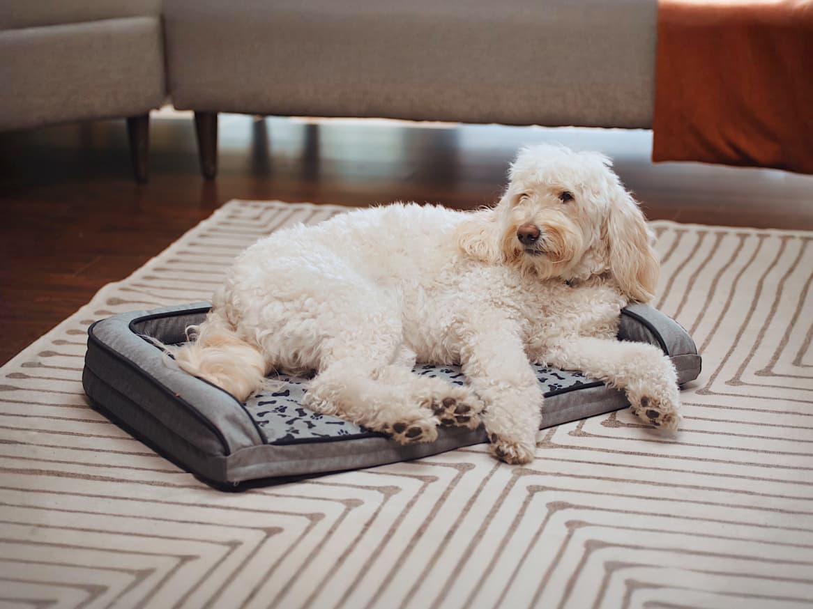 Woofguard Chewproof Dog Bed: The Last Bed Your Pup Need