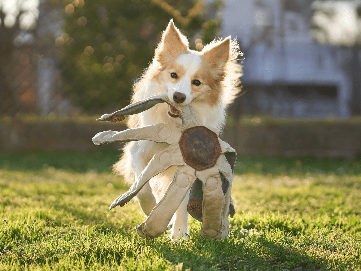 Frank the Dogtopus: The Dog Toy That Outsmarts Boredom