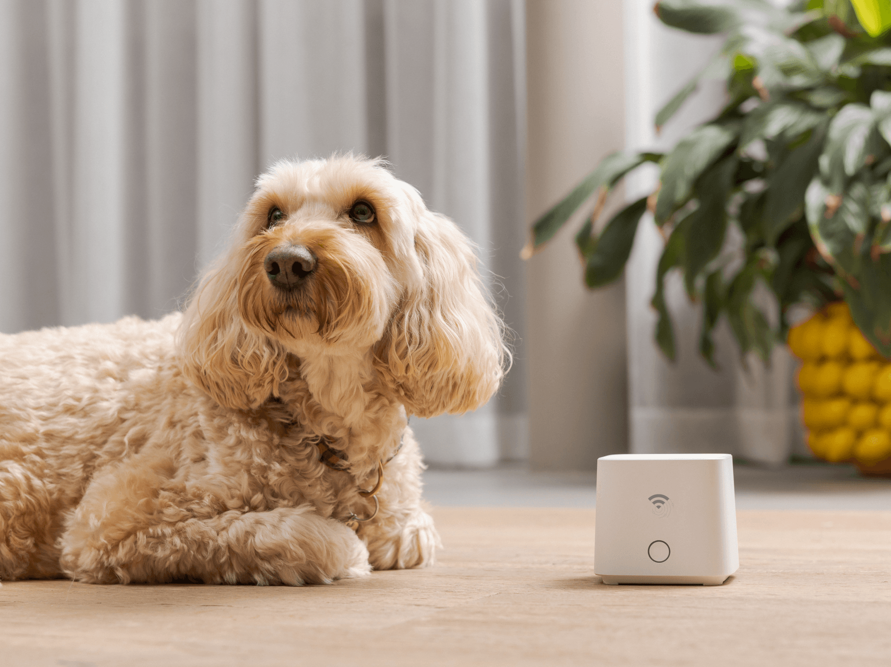 Gamgee: Wi-Fi Home Alarm That Protects You