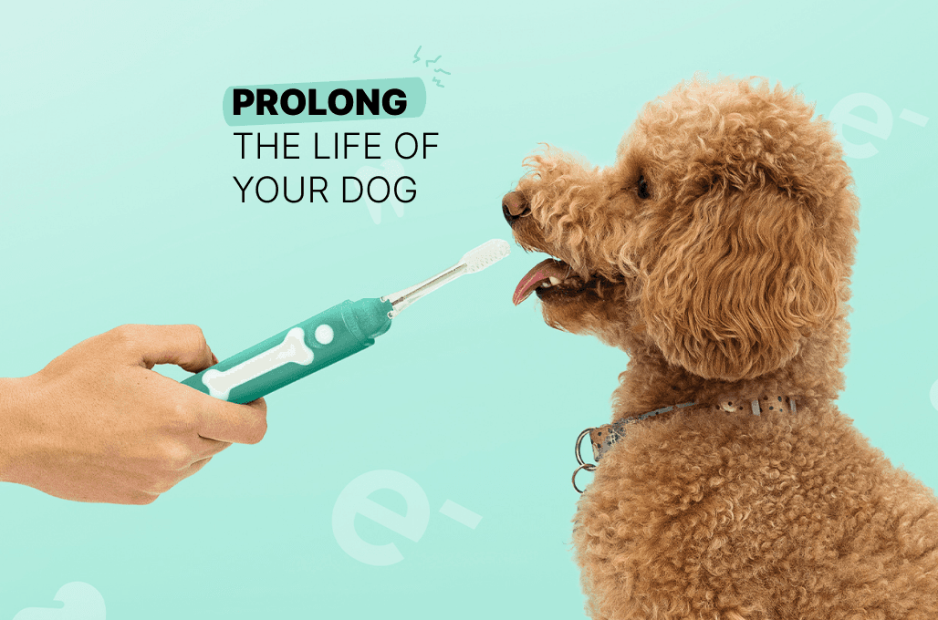 Prolong The Life Of Your Dog