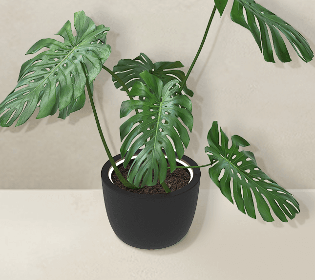 Herba: Effortlessly Green