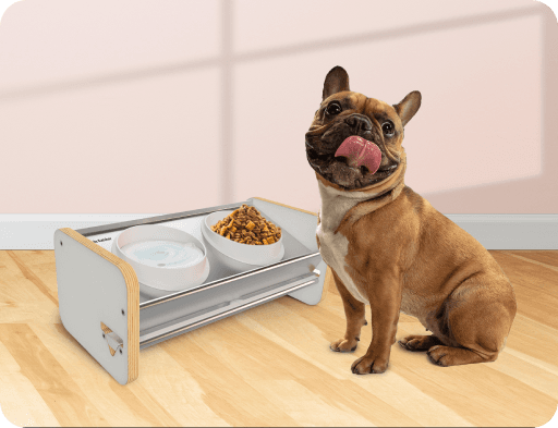 The Spill & Splash-Free Dog Bowl System