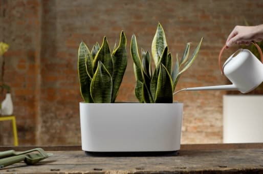 Flora Easy: An Eco-Friendly Home