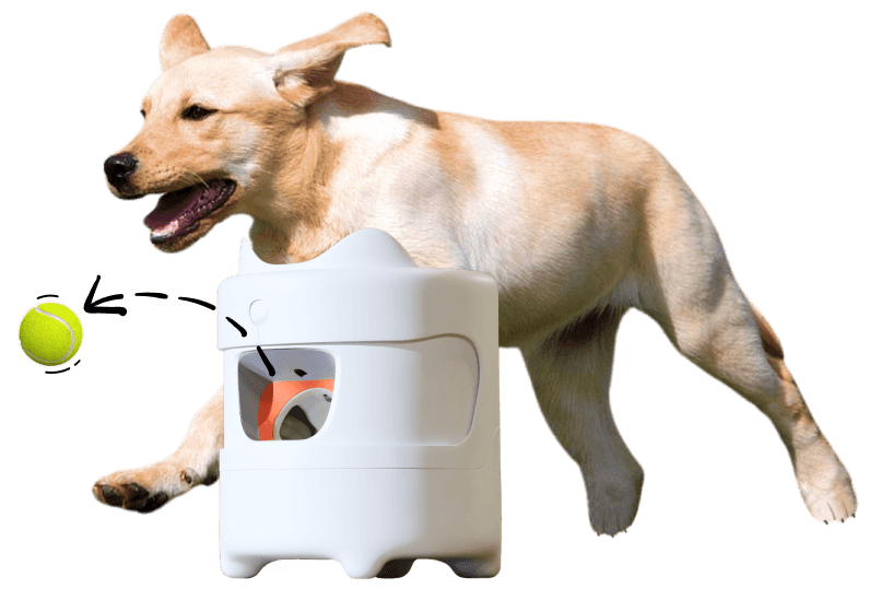 The Ultimate Fetch Machine