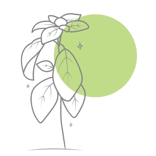 Basil Oil