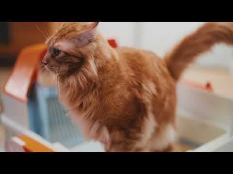 Catbula: Self-Cleaning Litter Box for Large Cats